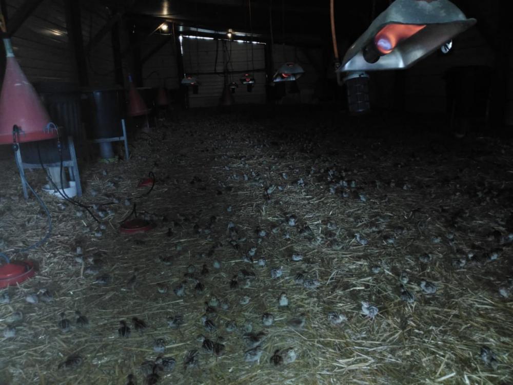 Notre exploitation Faisanderie du Puits de Gaillard éleveurs de gibiers à Le Barp près de Bordeaux 33